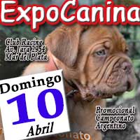 ACADOGSHOW 51